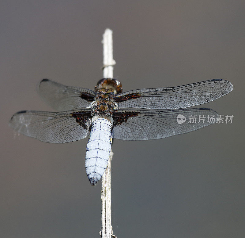 宽体追逐者(Libellula depressa)雄性